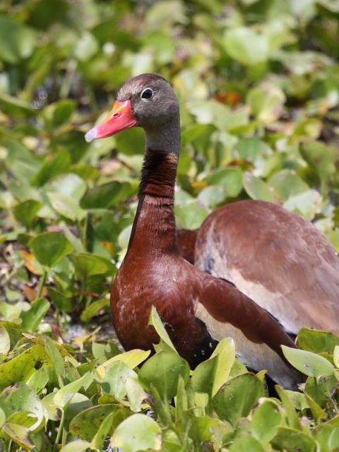 Black-bellied Whistling-Ducks